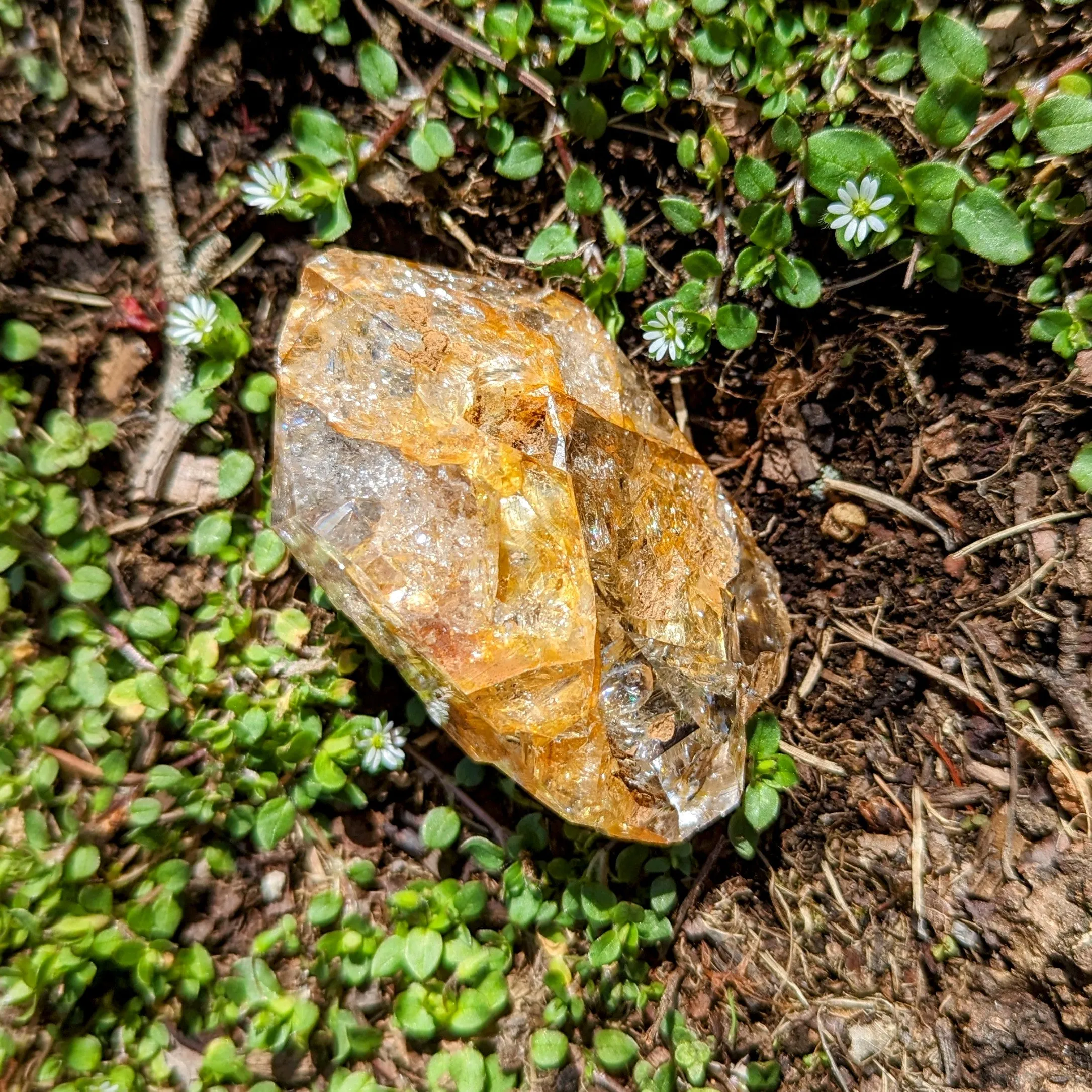 Large Golden Healer Herkimer Diamond  Quartz Crystal ~ Prosperous Healing- Ethically Sourced from New York- Tucson Treasure- Pur