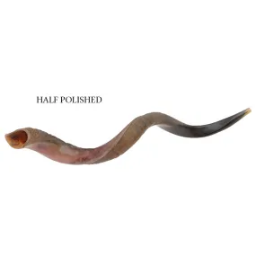 Natural Kosher Half-Polished Yemenite Shofar Kudu Horn 52+(121-127 cm) Israel